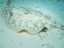 Yellow Stingray IMG 4891